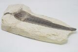 Cretaceous Swordfish (Protosphyraena) Pectoral Fin - Kansas #197482-2